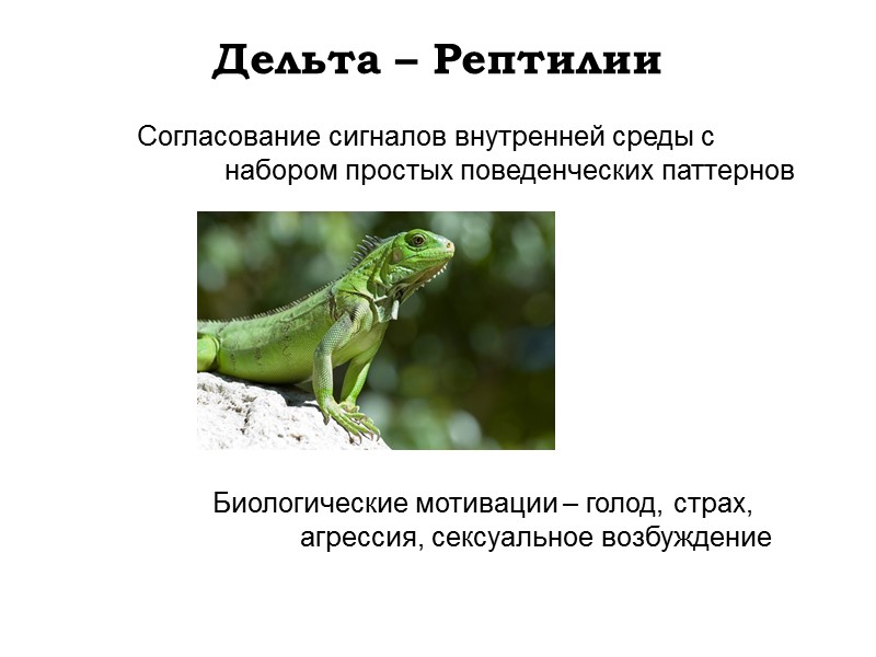 Согласование сигналов внутренней среды с  набором простых поведенческих паттернов Дельта – Рептилии Биологические